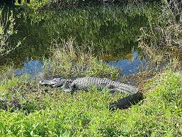 20220105_Gator-in-the-glades_257x193